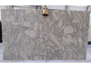 Q 058 B Cicala (027322)